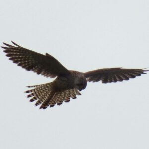 BHPA Club Coaching Course